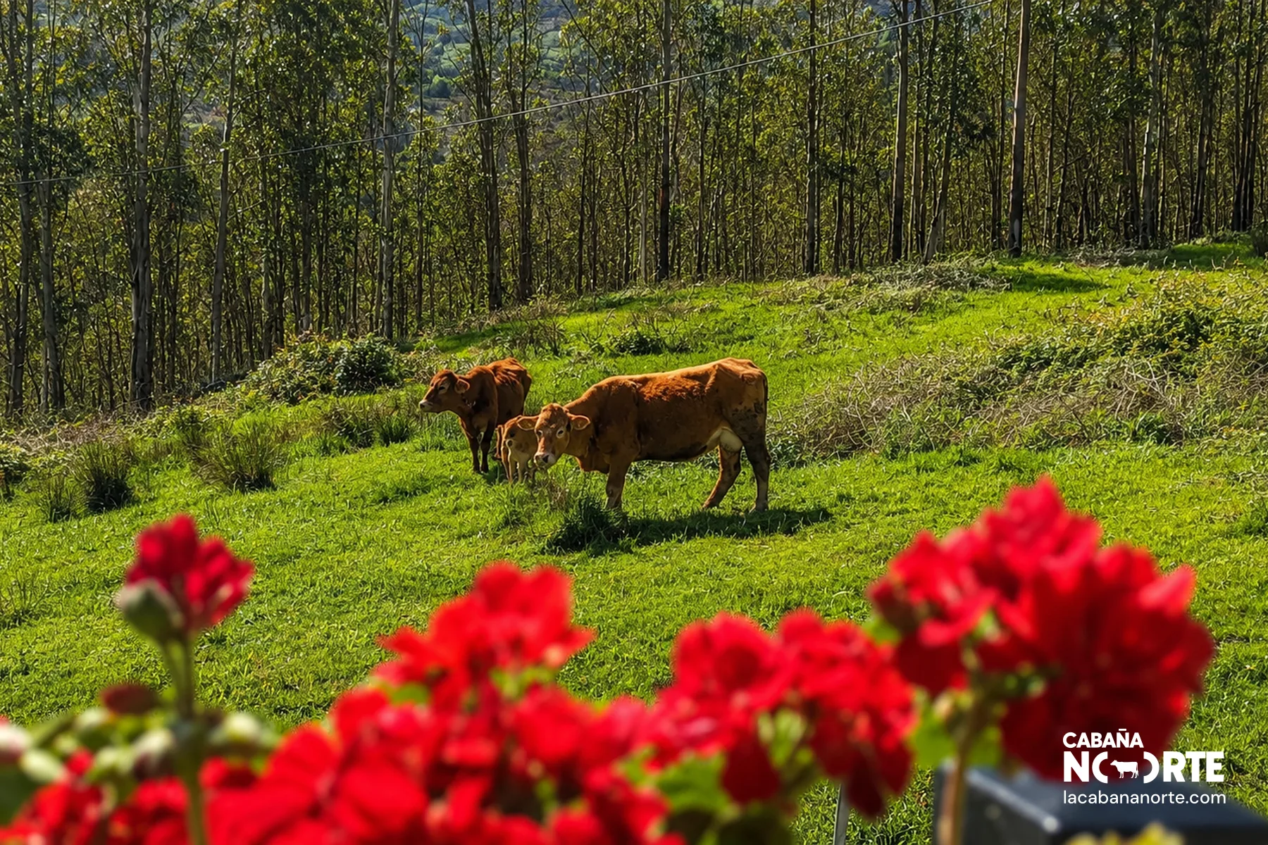 Vacas frisonas pastando en una pradera de los Valles Pasiegos en Liérganes, junto a una cabaña pasiega