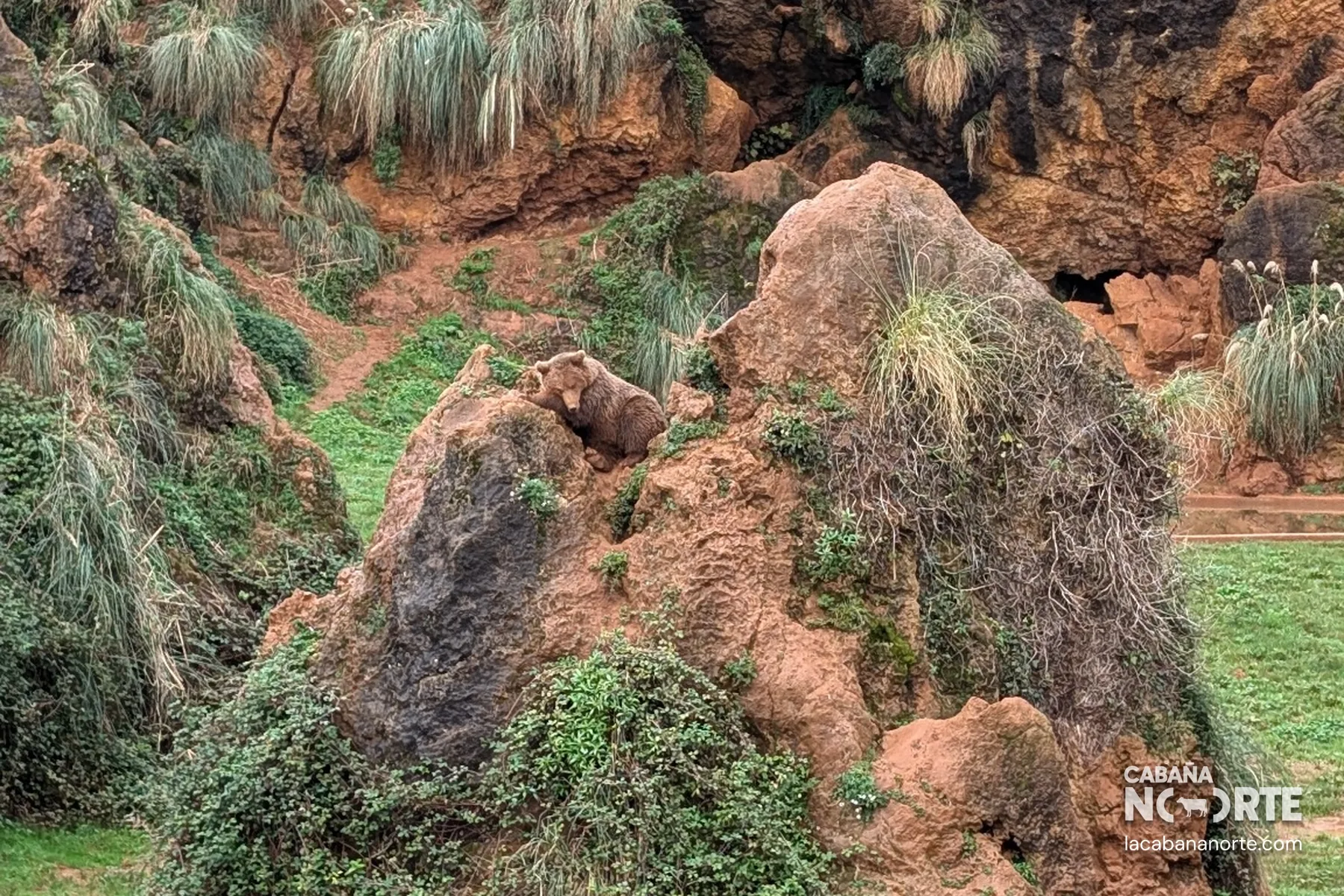 Oso en el Parque de Cabárceno, Cantabria